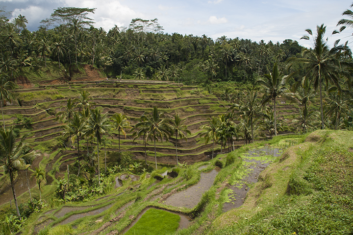 Bali Terraced Landscape