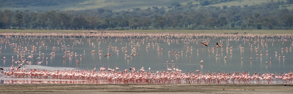 Lesser-Flamingos-(Phoenicopterus-minor)-in-the-Norongoro-Crater-Tanzania
