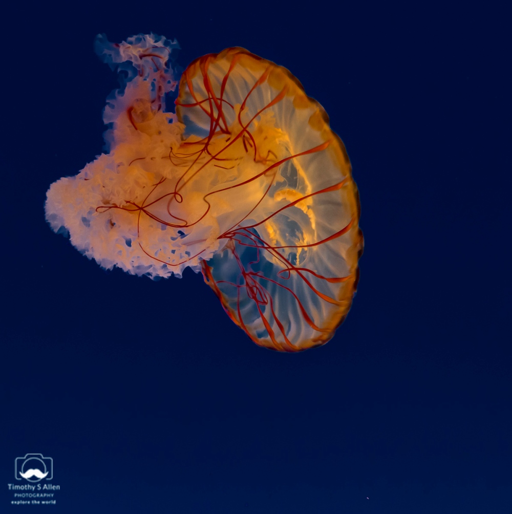 These large jellyfish (Chrysaora fuscescens) are most commonly found along the coasts of California and Oregon. Monterey, CA, U.S.A. June 19, 2018