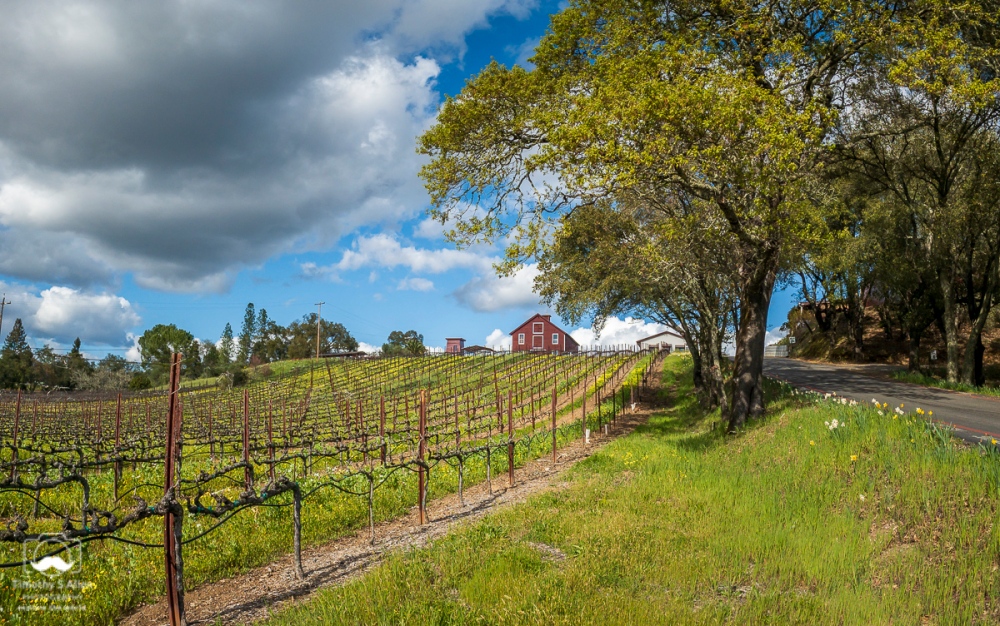 - Panoramic with my new iPhone XR. Dry Creek Road, Healdsburg, Sonoma County, CA. March 21, 2019.