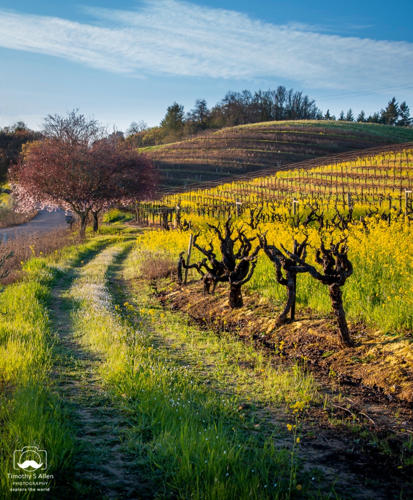 vines, fruit trees, mustard on a hillside