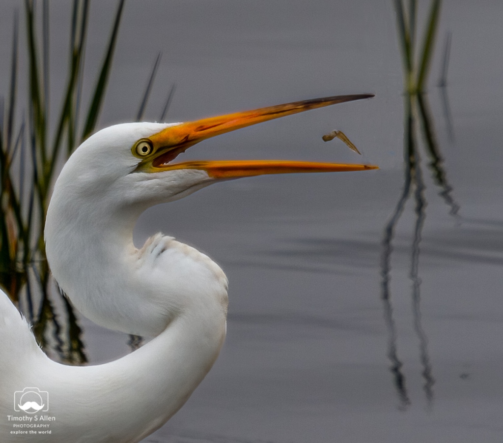 Great Egret eating a tadpole